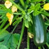 Green Zucchini Live Plant - Summer Squash for Garden - 3-5 Inch Tall in 4 Inch Pot - Image 1