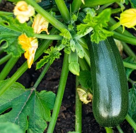 Green Zucchini Live Plant - Summer Squash for Garden - 3-5 Inch Tall in 4 Inch Pot - Image 1