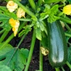 Green Zucchini Live Plant - Summer Squash Seedling 3-5 Inches Tall in 4 Inch Pot for Outdoor Garden - Image 1