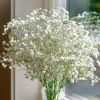 Gypsophila Elegans 500 Seeds – White Baby's Breath, Bouquet Flowers - Image 1
