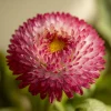 Habanera Mixed Bellis Daisy Seeds – Double Pompon Blooms – 10 Seeds – Red, Pink & White - Image 1