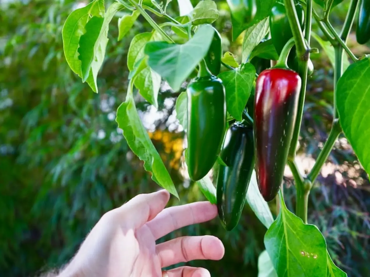 How to Grow Jalapeño Peppers From Seeds: A Step-by-Step Guide