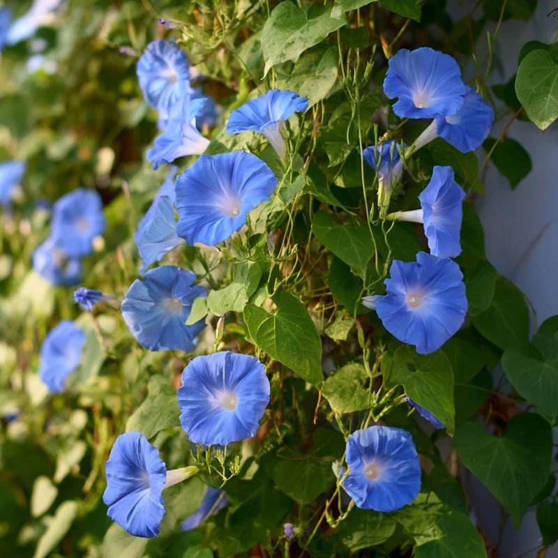 Heavenly Blue Morning Glory Seeds – Sky-Blue Climber, Pollinator Friendly (50 Seeds) - Image 6