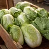 Heirloom Napa Cabbage Seeds – Chinese Cabbage – 100 Seeds – Easy Grow - Image 1