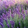 Hidcote Blue Lavender Live Plant – Fragrant Perennial Herb – 4 Inch Tall in 4 Inch Pot - Image 1