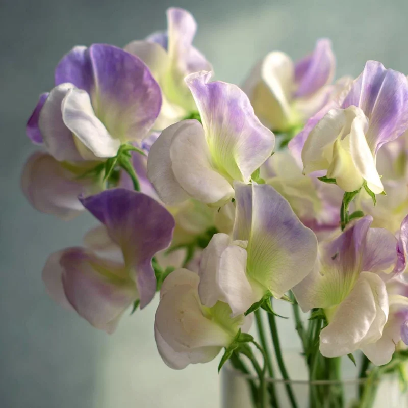 High Scent Sweet Pea Seeds - Fragrant Climbing Vines - 20 Seeds - Image 3