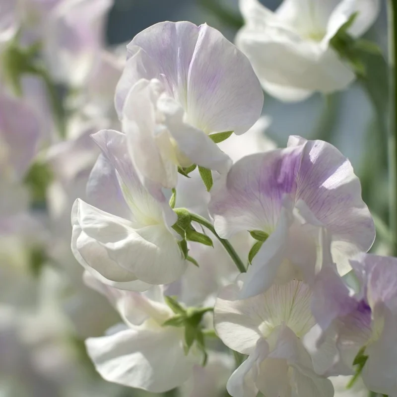High Scent Sweet Pea Seeds - Fragrant Climbing Vines - 20 Seeds - Image 4