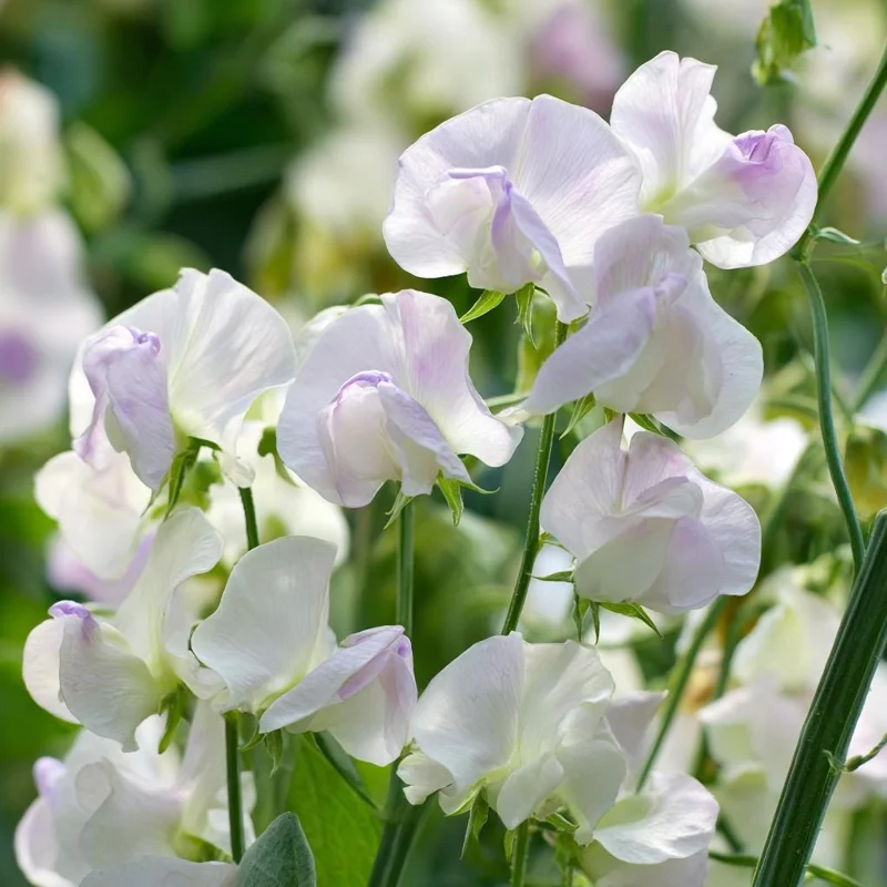 High Scent Sweet Pea Seeds - Fragrant Climbing Vines - 20 Seeds - Image 5