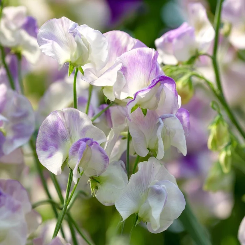 High Scent Sweet Pea Seeds - Fragrant Climbing Vines - 20 Seeds - Image 6