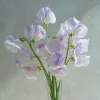 High Scent Sweet Pea Seeds - Fragrant Climbing Vines - 20 Seeds - Image 1