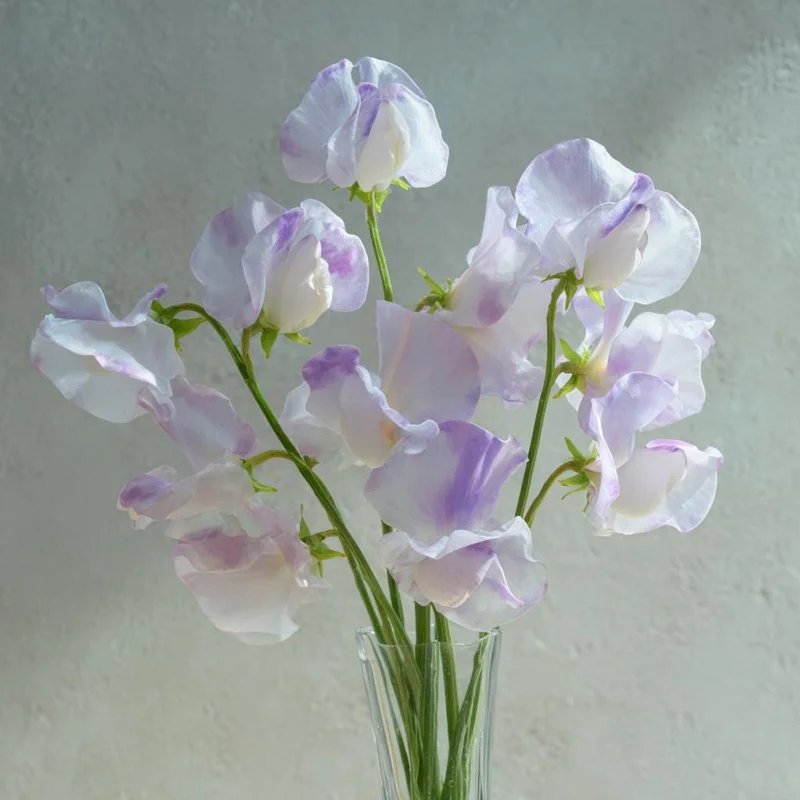 High Scent Sweet Pea Seeds - Fragrant Climbing Vines - 20 Seeds - Image 1