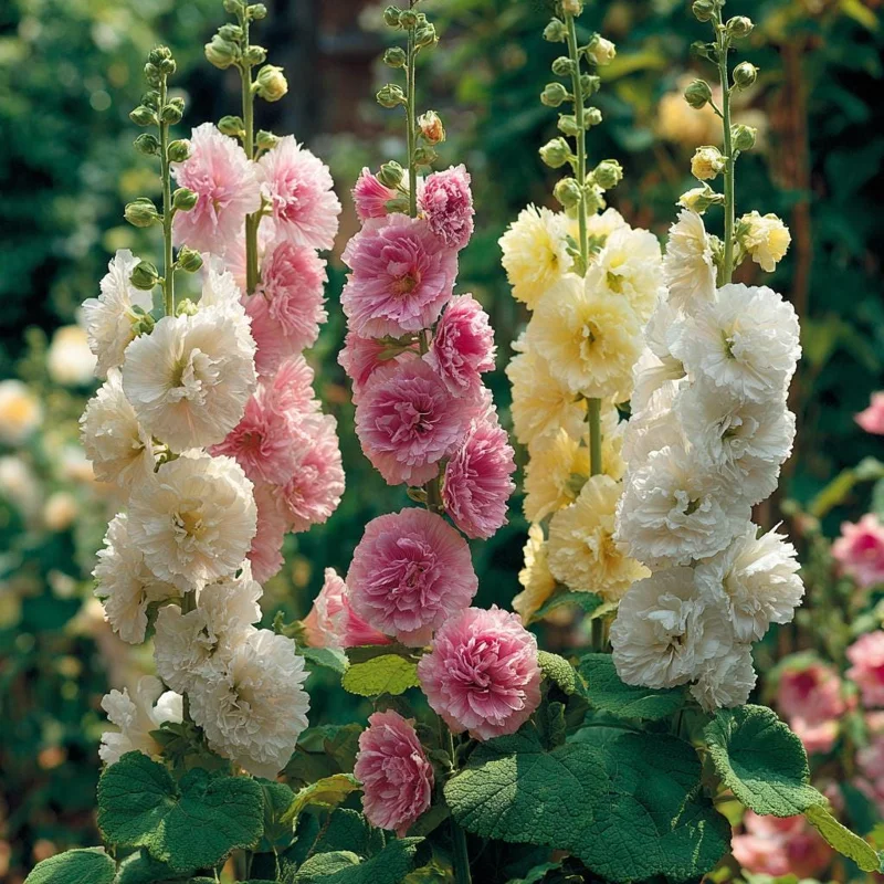 Hollyhock Seeds Chaters Double Mix - Tall Vibrant Blooms (50 Seeds) - Image 2