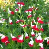 Hot Lips Salvia Live Plant Set - 2 Bicolor Red & White Sage Bush, 4 Inch Pot - Image 1