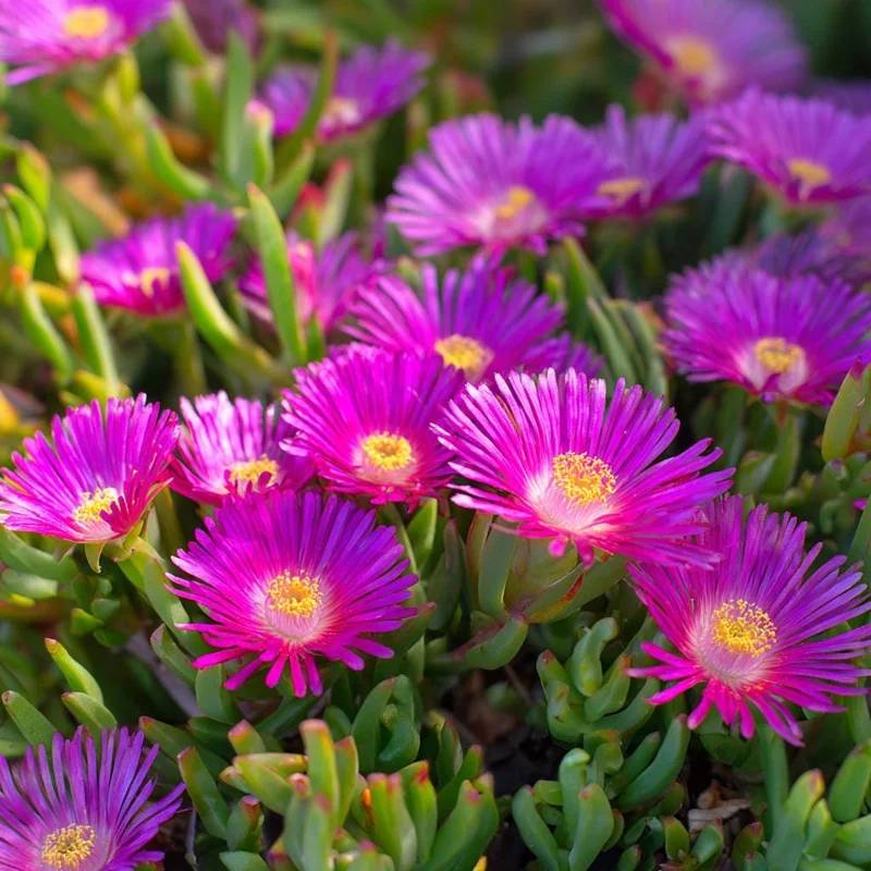 Ice Plant Seeds - Succulent Ground Cover, Mesembryanthemum, 200 Seeds - Image 2