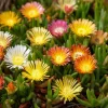 Ice Plant Seeds - Succulent Ground Cover, Mesembryanthemum, 200 Seeds - Image 1
