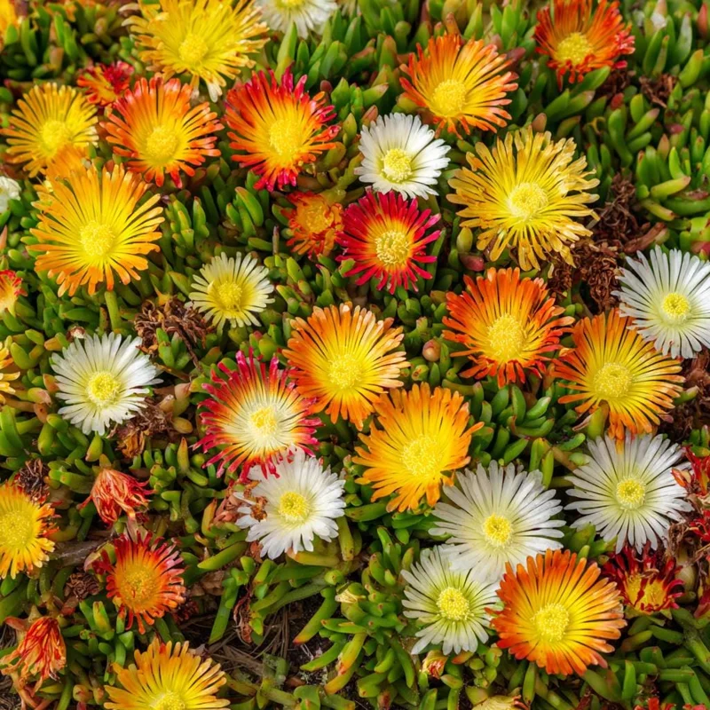 Ice Plant Seeds - Succulent Ground Cover, Mesembryanthemum, 200 Seeds - Image 3