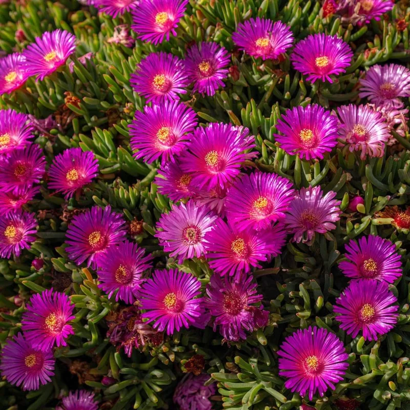 Ice Plant Seeds - Succulent Ground Cover, Mesembryanthemum, 200 Seeds - Image 4