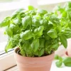 Italian Leaf Basil Live Plant - 2 Plants Per Pot, 4 Inch Tall Sweet Basil - Image 1