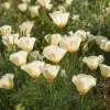 Ivory California Poppy Seeds - Eschscholzia californica - Creamy Blooms - 250 Seeds - Image 1
