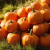 Jack O' Lantern Pumpkin Seeds - 20 Seeds - Classic Carving Variety - Image 1