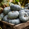 Jarrahdale Pumpkin Seeds – Heirloom Blue-Green Cucurbita Maxima – 10 Seeds - Image 1