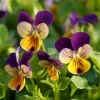 Johnny Jump Up Seeds – Viola Tricolor Helen Mount – 120 Flower Seeds – Colorful Garden Blooms - Image 1