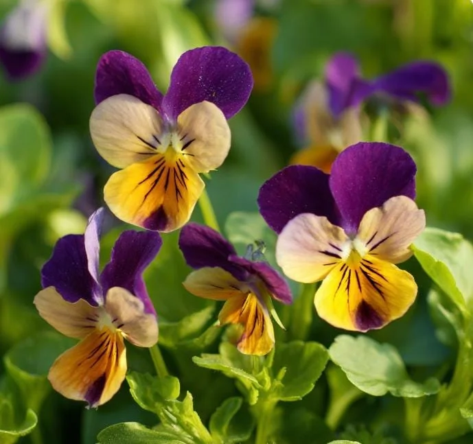 Johnny Jump Up Seeds – Viola Tricolor Helen Mount – 120 Flower Seeds – Colorful Garden Blooms - Image 1