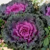 Kamome Red Kale Live Plant – Ornamental Vegetable – 3 to 6 Inch Tall - Image 1