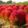 Kochia Scoparia Seeds – Burning Bush Summer Cypress – 30 Seeds - Image 1