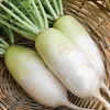 Korean Radish Seeds 30 Pack – Cheong Du Hybrid Kimchi Radishes for Garden - Image 1