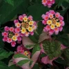 Lantana Camara Pink Caprice Live Plants – 2 Plants, 4 Inch Pot, Perennial - Image 1