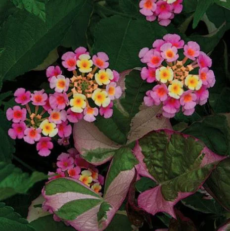 Lantana Camara Pink Caprice Live Plants – 2 Plants, 4 Inch Pot, Perennial - Image 1