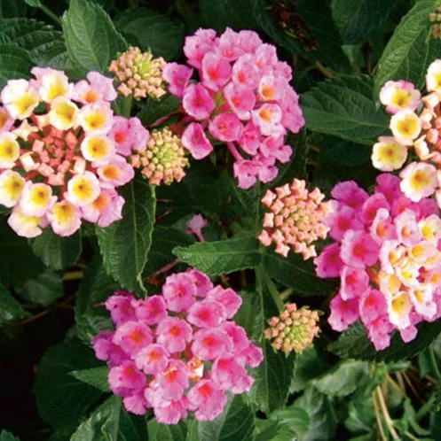 Lantana Camara Pink Caprice Live Plants – 2 Plants, 4 Inch Pot, Perennial - Image 2