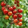 Large Red Cherry Tomato Seeds – Heirloom Variety – High-Yield – 50 Seeds - Image 1