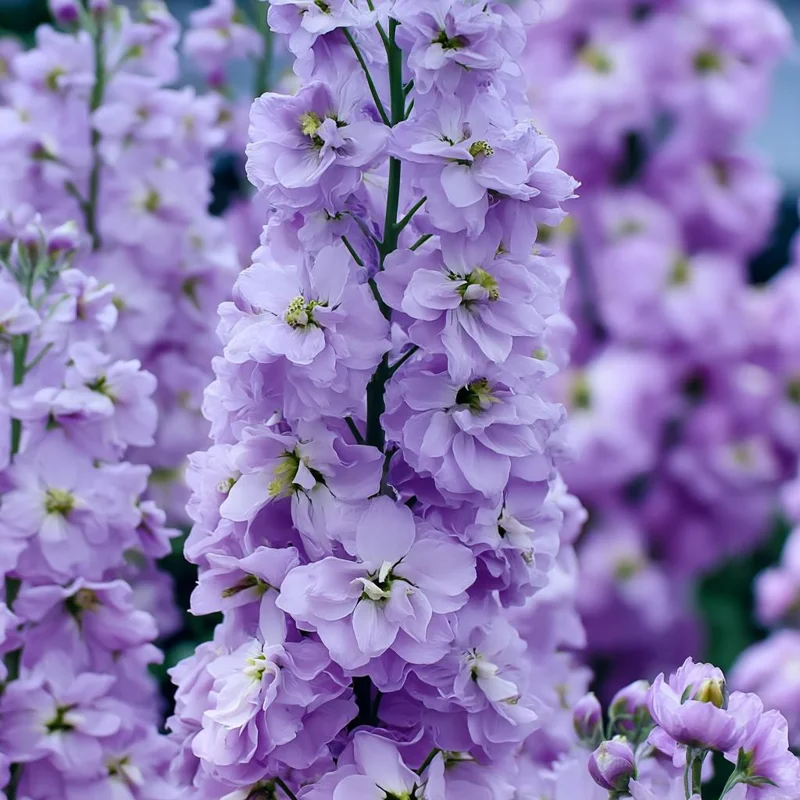 Lavender Blue Stock Seeds - Matthiola incana - 50 Edible Flower Seeds - Image 2