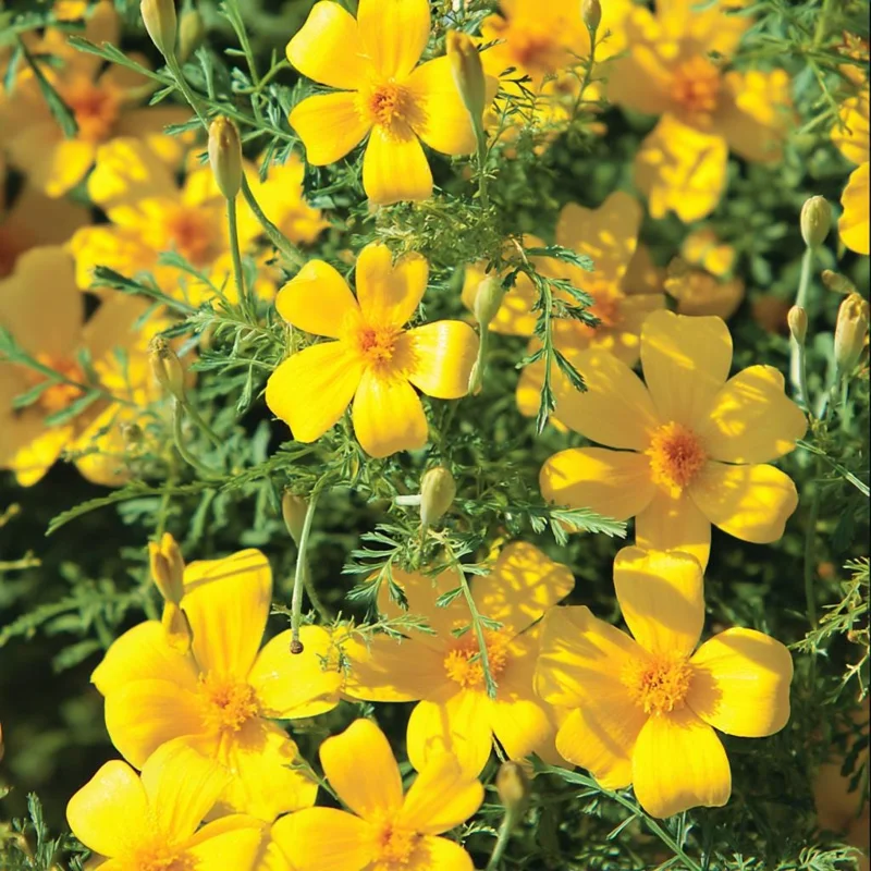 Lemon Gem Marigold Seeds - 50 Count - Edible Flowers, Full Sun - Image 2