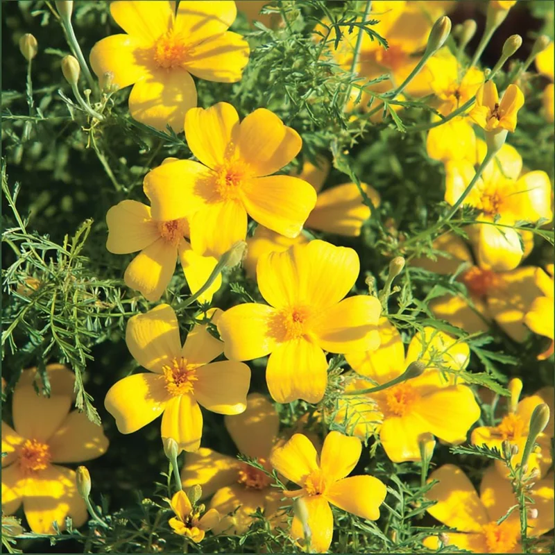 Lemon Gem Marigold Seeds - 50 Count - Edible Flowers, Full Sun - Image 1