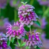 Lemon Mint Seeds - Monarda citriodora - 250 Seeds - Citrus Scented Blooms - Image 1