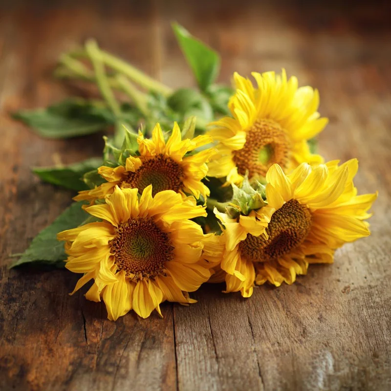 Lemon Queen Sunflower Seeds - Heirloom Helianthus annuus for Gardens - 25 Seeds - Image 2