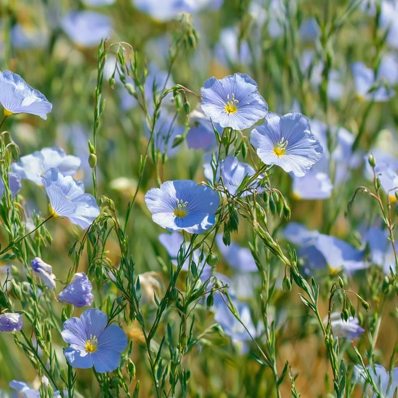 Lewis Flax Seeds – Linum lewisii Wildflower Seeds – 100 Seeds – Pale Blue Blooms - Image 2