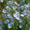 Lewis Flax Seeds – Linum lewisii Wildflower Seeds – 100 Seeds – Pale Blue Blooms - Image 1