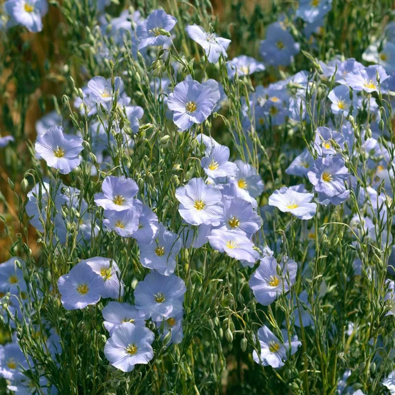 Lewis Flax Seeds – Linum lewisii Wildflower Seeds – 100 Seeds – Pale Blue Blooms - Image 1