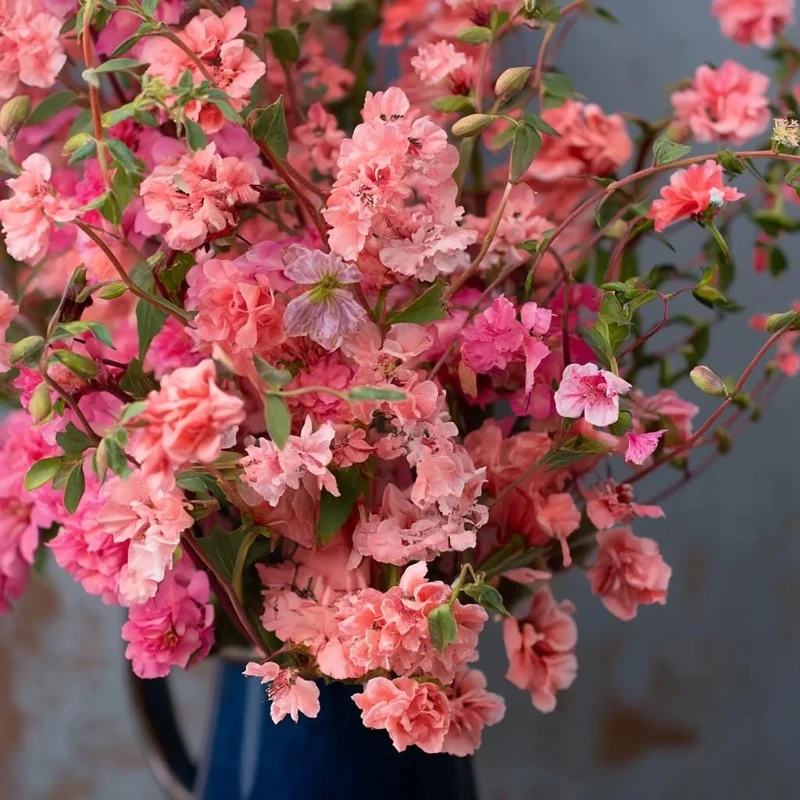 Light Salmon Clarkia Seeds - 50 Soft Salmon-Pink Wildflower Seeds - Image 2