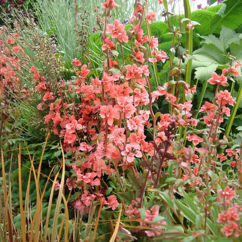 Light Salmon Clarkia Seeds - 50 Soft Salmon-Pink Wildflower Seeds - Image 3
