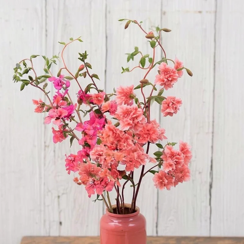 Light Salmon Clarkia Seeds - 50 Soft Salmon-Pink Wildflower Seeds - Image 4