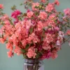 Light Salmon Clarkia Seeds - 50 Soft Salmon-Pink Wildflower Seeds - Image 1