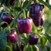 Lilac Sweet Bell Pepper Seeds - 30 Count - Mild, Crisp, Container Garden - Image 1