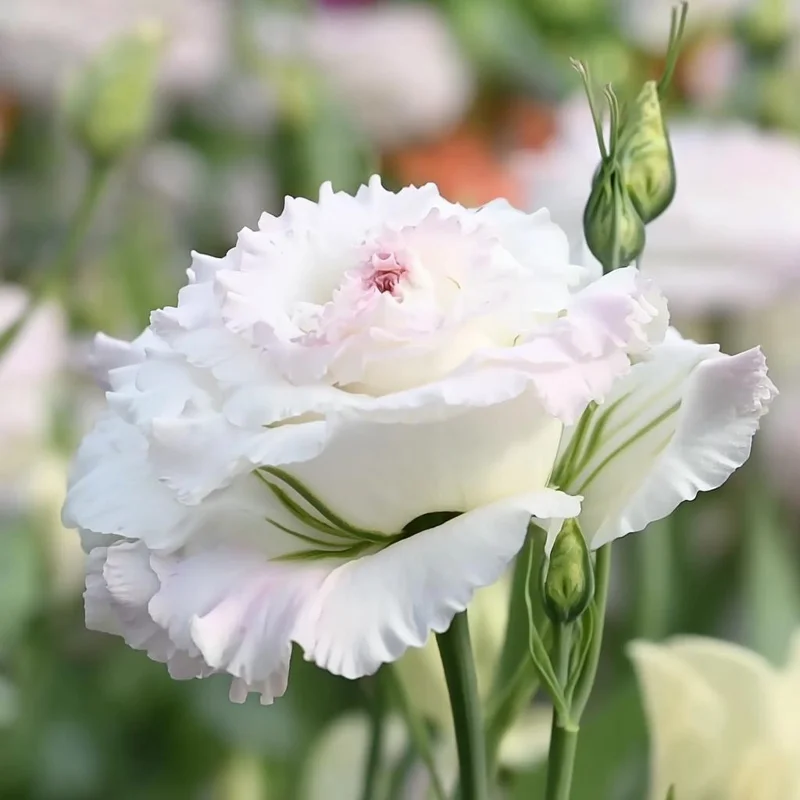 Lisianthus Seeds Pink - Eustoma Grandiflorum - 25 Seeds - Pale Pink Flowers - Image 2
