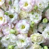 Lisianthus Seeds Pink - Eustoma Grandiflorum - 25 Seeds - Pale Pink Flowers - Image 1