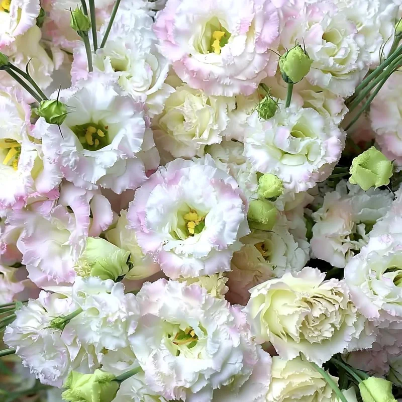 Lisianthus Seeds Pink - Eustoma Grandiflorum - 25 Seeds - Pale Pink Flowers - Image 1